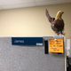 Illustration for article titled I got a bird for my cubicle, now all my coworkers have them